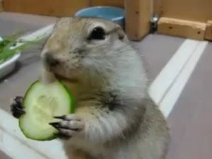 Salatalık Böyle Yenir!