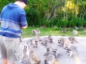 Cipsleri Çok Seven Rakunlar