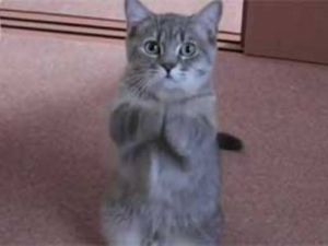 Yemek Rica Eden Kedi