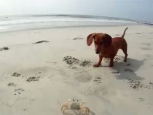 Kendi kendine oynayan köpek