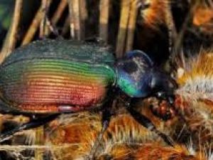 TERMİNATÖR BÖCEKLER İŞ BAŞINDA