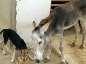 Eşeğin intikamı acı oldu!