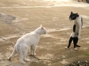 Siz hiç Kungfucu kedi gördünüz mü?