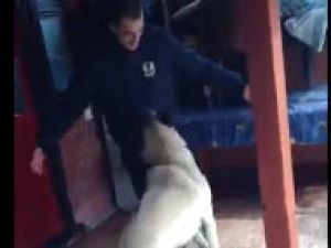 Köpek sahibini 5 yıl sonra görünce...