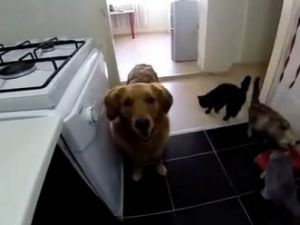 Köpek şakadan ne anlar?