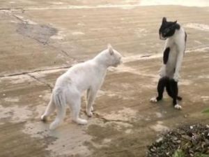 Bruce Lee'nin Kayıp Kedisi