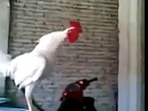 Tam ötecekken gülüyor!
