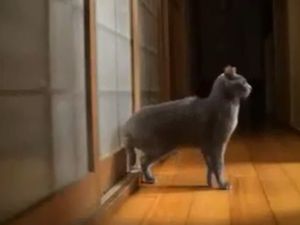 Siz kapı çalan kedi gördünüz mü?