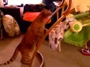 Ağlayan Bebeğin Beşiğini Sallayan Kedi