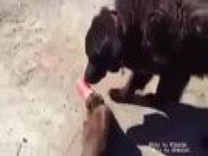 Köpek zor durumdaki kediye bakın nasıl yardım ediyor...