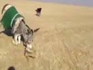 Eşek Tilkiye Acımadı