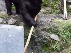 KUNG FU BEAR