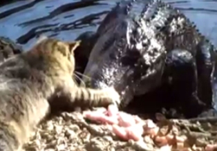 Kedi timsahı pes ettiriyor