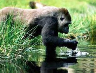 Maymunlara ev işleri kursu