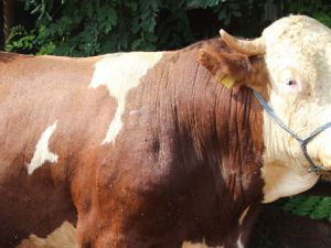 Kurbanlıklar pazara indi: İşte fiyatlar