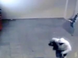 Böyle hırsızlık görülmedi!