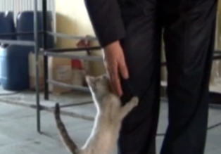 Minik kedi iyiliğe karşılık el öpüyor