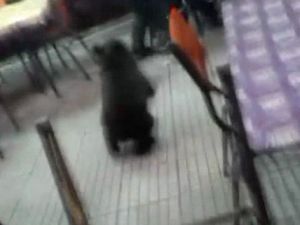 Yolunu şaşıran yavru ayı kahvehaneyi birbirine kattı