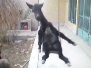 Eşeğin salıncak keyfi