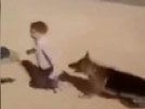 İsrailli caniler köpeği Filistinli çocuğa saldırttı