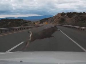 Aniden yola çıktı!