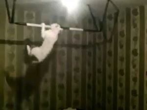 Bu kedi barfiks çekiyor!
