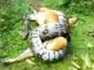 Zavallı köpeği dev pitonun elinden kurtardı