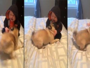 Yavru köpek minik dostuna yapmadık şaklabanlık bırakmadı