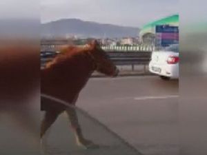 Oto yol Veli Efendi’ye döndü