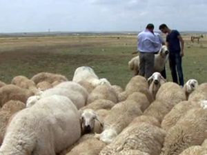 Evlenemeyen Aksaraylı çobanların isyanı