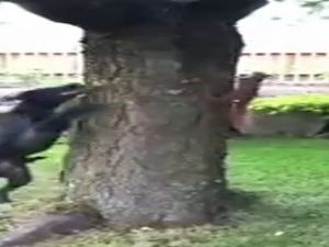 Sincap köpeği böyle çıldırttı