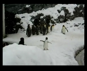 İşte dünyanın en neşeli pengueni