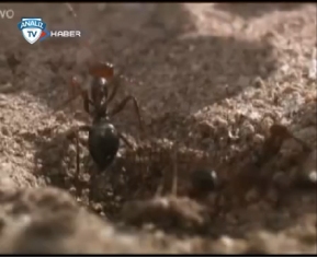 Karıncalar düşmanlarını unutmuyor 