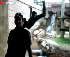 Kamerayı gören maymunun coştu