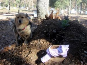Vefakar köpek, her gün ölen sahibinin mezarına koşuyor