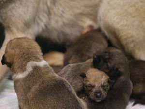 Fedakar köpek 9 yavruya hayat verdi