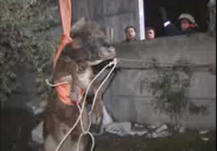 Çukura düşen angus için operasyon