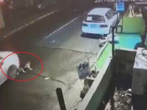 İstanbul'da yaralı köpeği göz göre göre ezdi