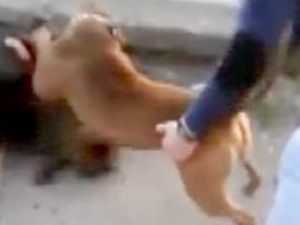 Köpekleri dövüştürdüler, bir de kameraya kaydettiler