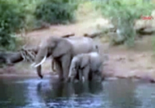 Timsah bir file saldırırsa...