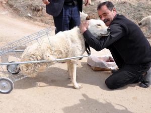 Yürüyemeyen köpeğe pazar arabasından yürüteç yaptı
