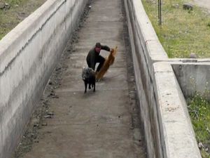 Ne yaptılarsa olmadı: Tam 4 saat yakalamaya uğraştılar