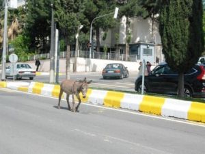Otoyolda eşek var... Trafikte ilerleyen eşek sürücülere zor anlar yaşattı