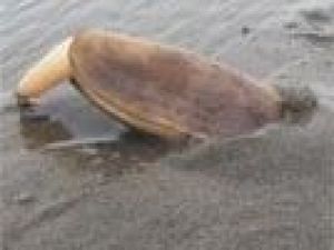 Daha önce hiç Razor Clam gördünüz mü?