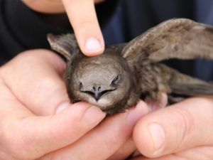 Dünyanın en esrarengiz kuşunu bulduklarına inanamadılar