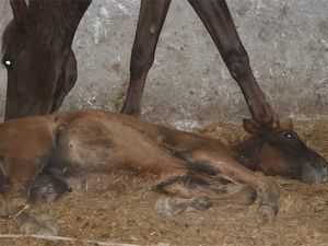 Kesime hazır 16 tane at ele geçirildi