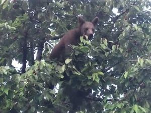 Kirazlarını yiyen ayıyı böyle görüntüledi