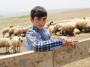 Koyun sağıp, çobanlık yapan Habib’in TEOG başarısı