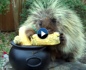Mısır yerken konuşan kirpi 