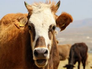 Kurbanlıklar cep yakacak